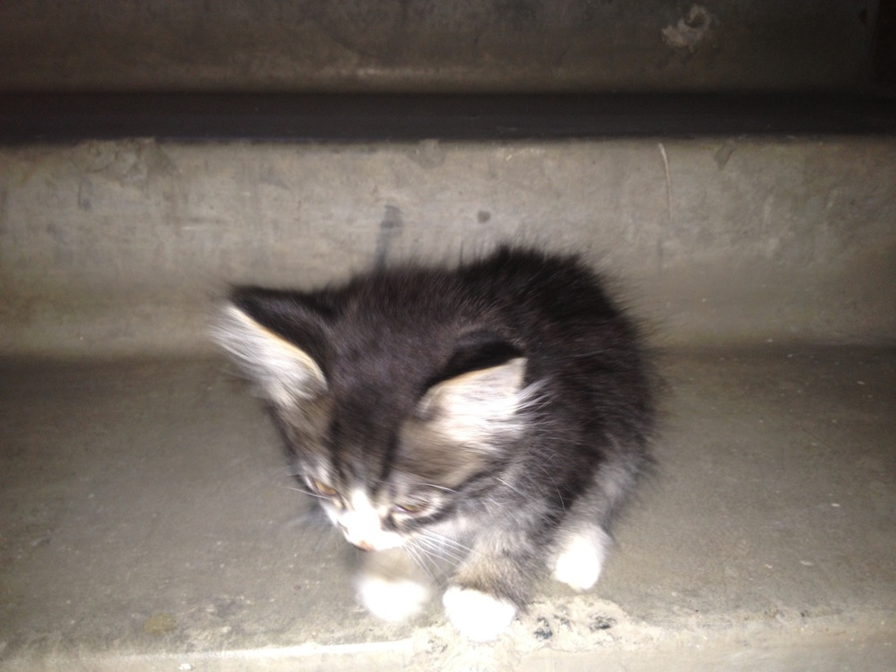 нашли маленьких котят на улице