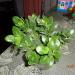 DSC00831.JPG