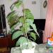 DSC00809.JPG