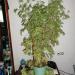 DSC00771.JPG