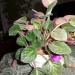 DSC00824.JPG