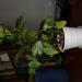 DSC00829.JPG