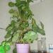 DSC00821.JPG