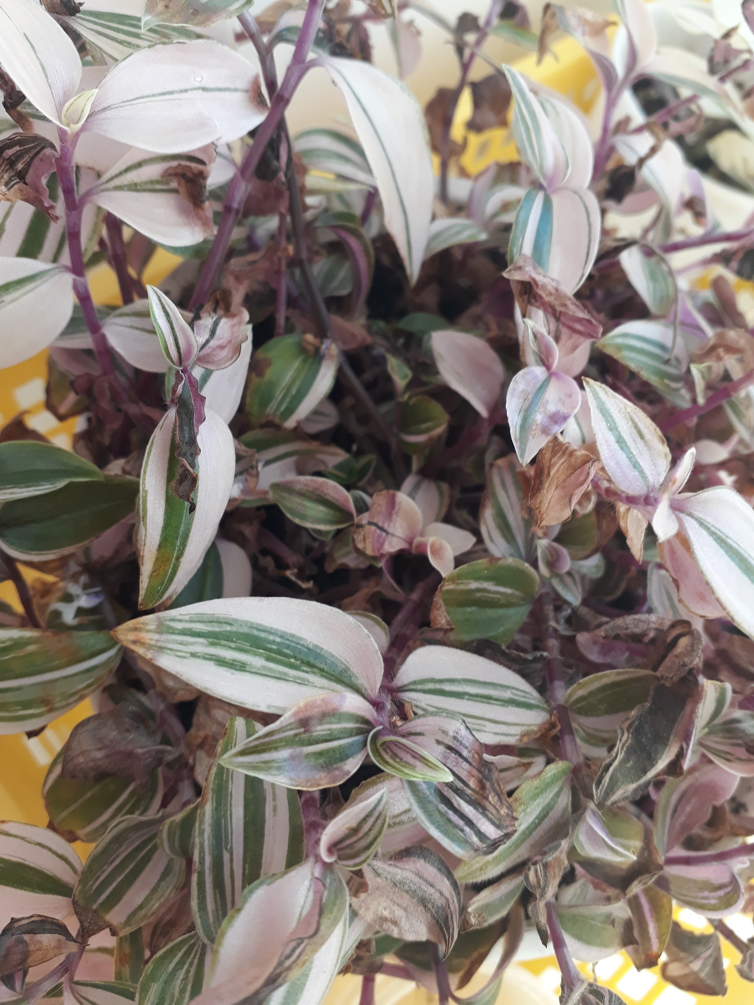 Традесканция сеткреазия черенки. Традесканция приречная зелёная. Традесканция зебрина росток. Традесканция ампельная мелколистная. Традесканция сохнет.