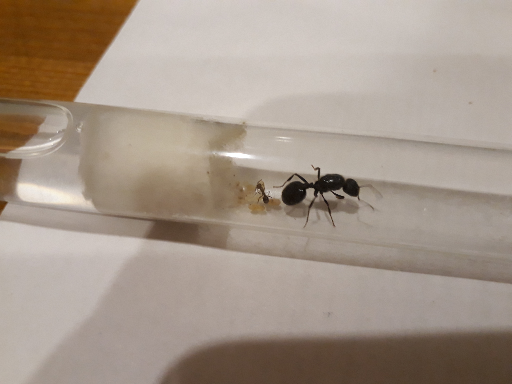 Муравьи messor structor в пробирке. Колония муравьев в пробирке. Матка в пробирке. Культивирование эмбрионов. Messor structor в пробирке.