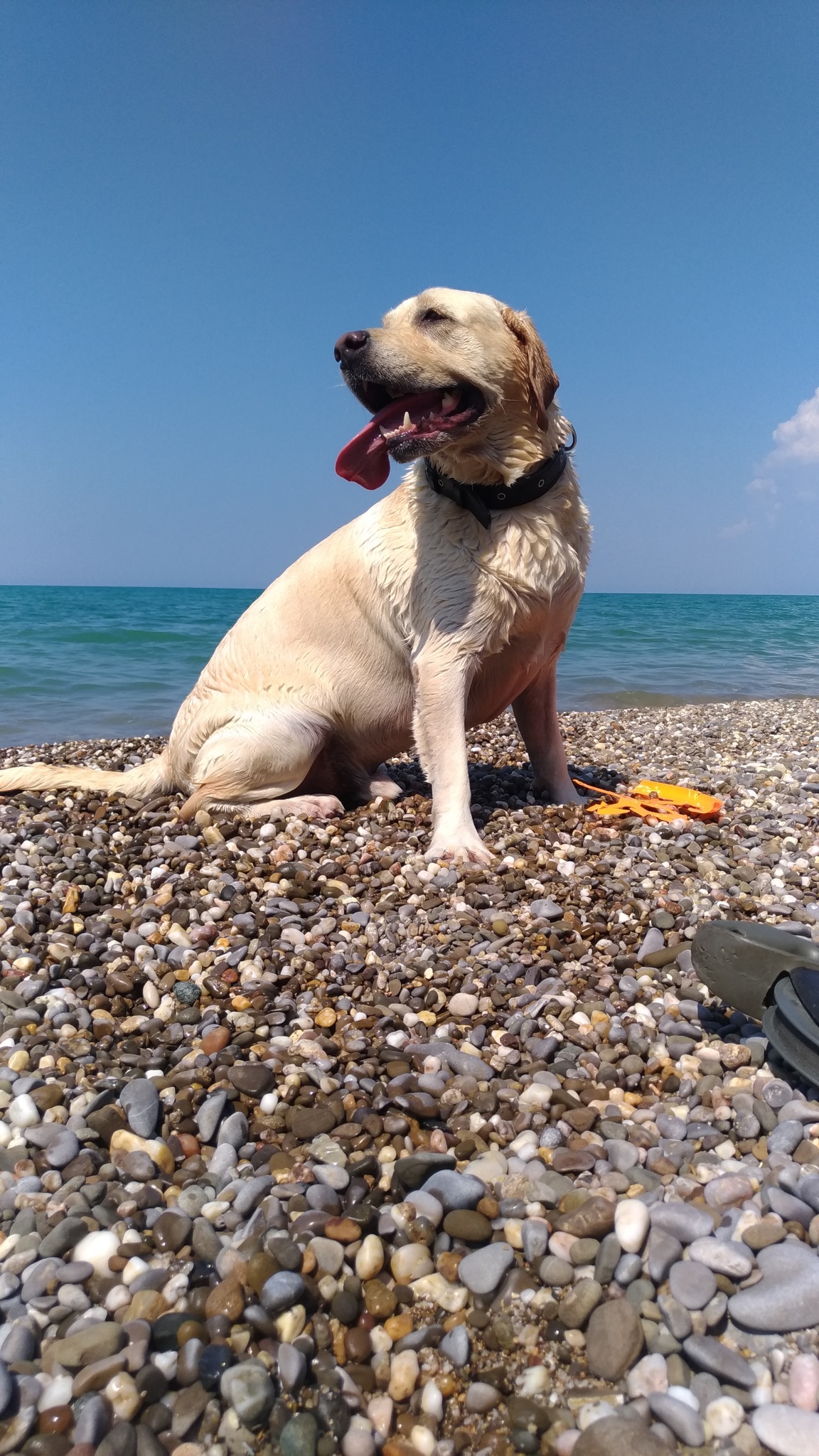 гора собака в крыму. отдых в крыму с собакой. отдых в крыму с собакой. Crimean palais отдых с собаками в коктебеле. щенки в крыму.