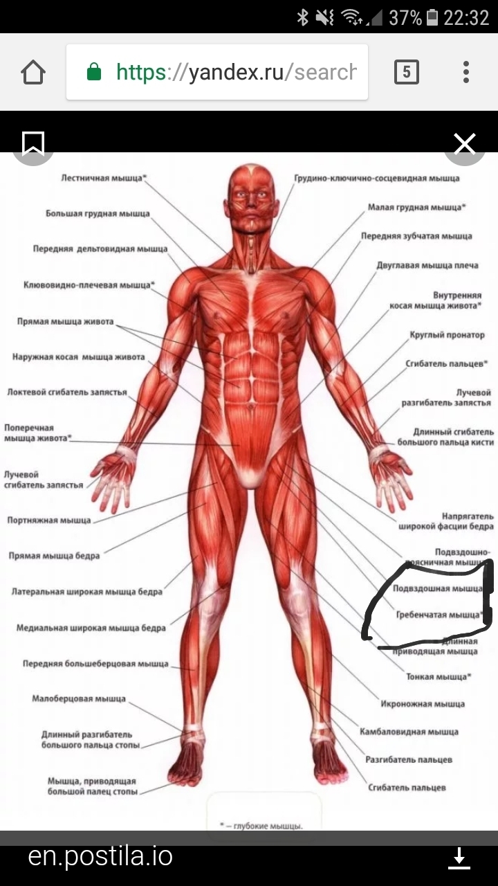 Передняя часть человека. Строение человека мышцы анатомия. Атлас анатомия человека мышечная система. Атлас строения мышц человека. Мышцы человека спереди.