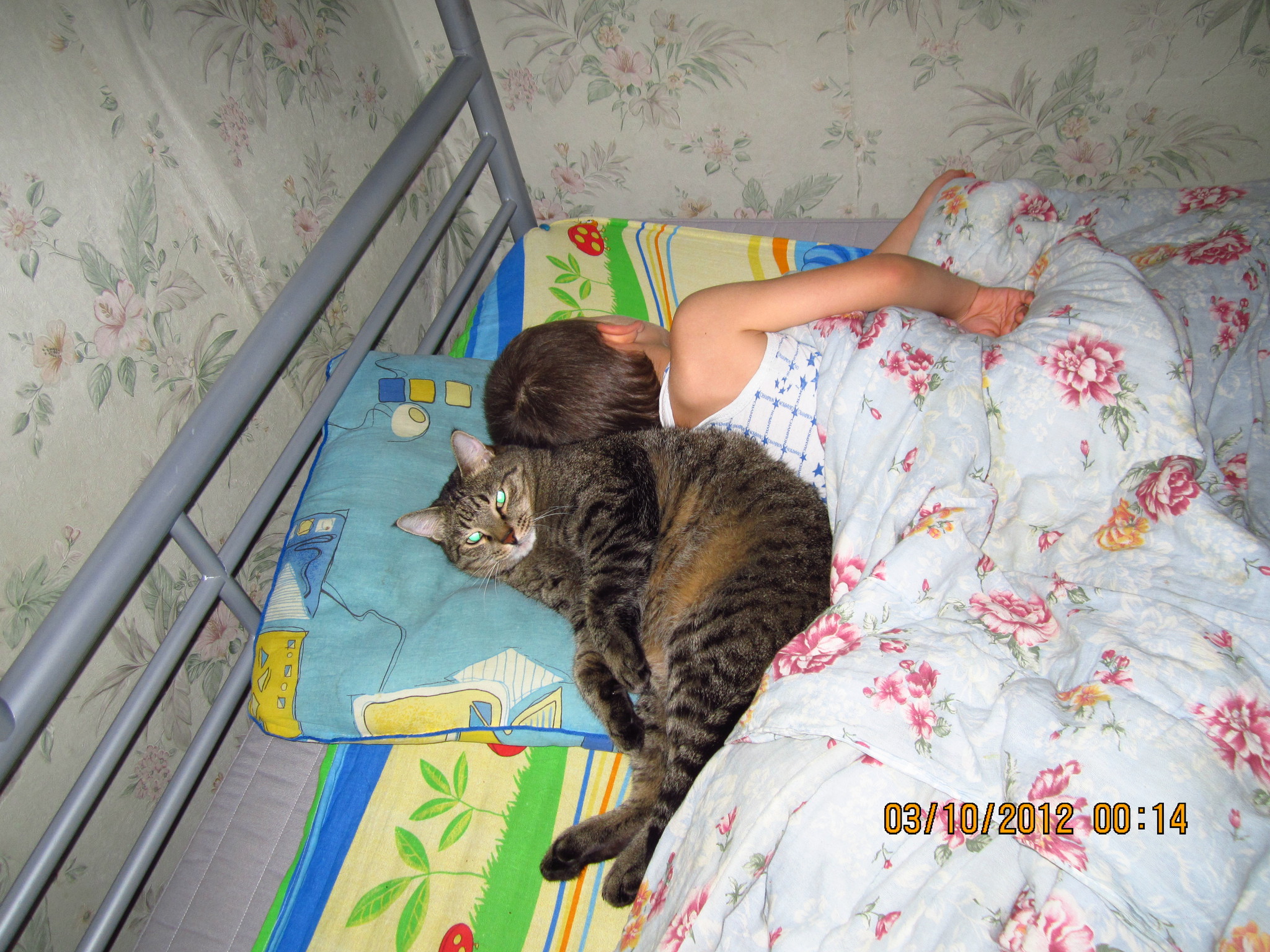 Котик спит в детской кроватке