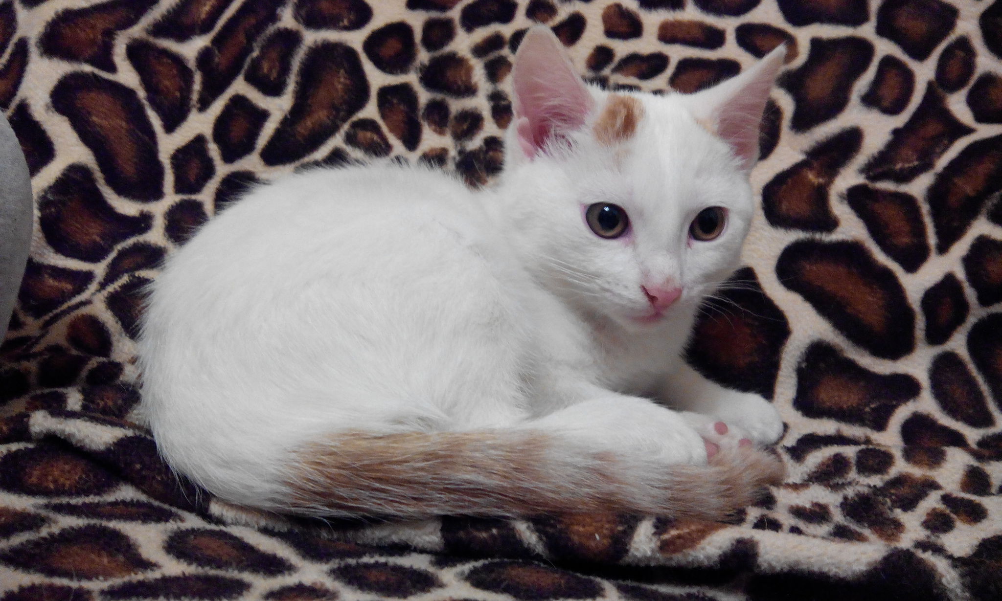 Котенок белый с рыжими ушами и хвостом