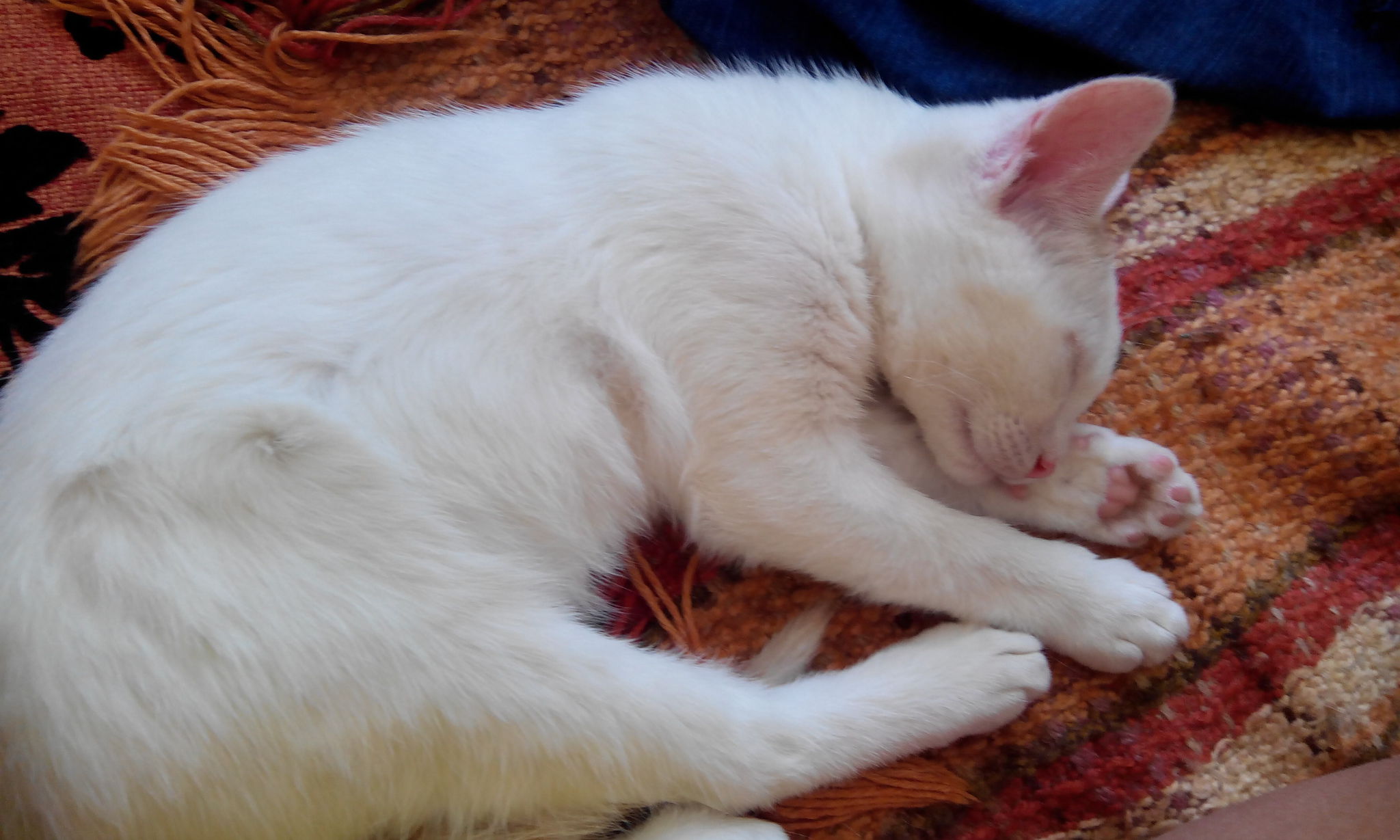 Белый кот с рыжими ушами