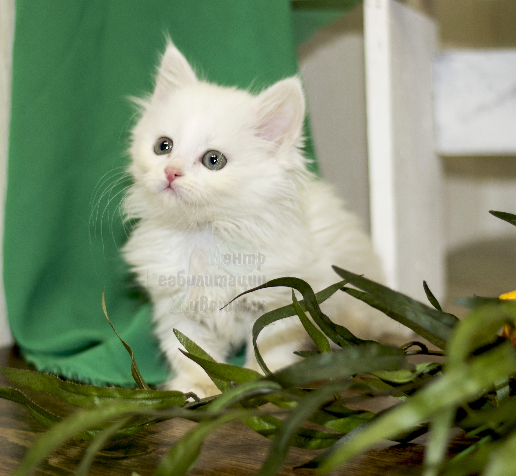 Сибирские котята белые