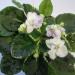 IMG_0330.JPG