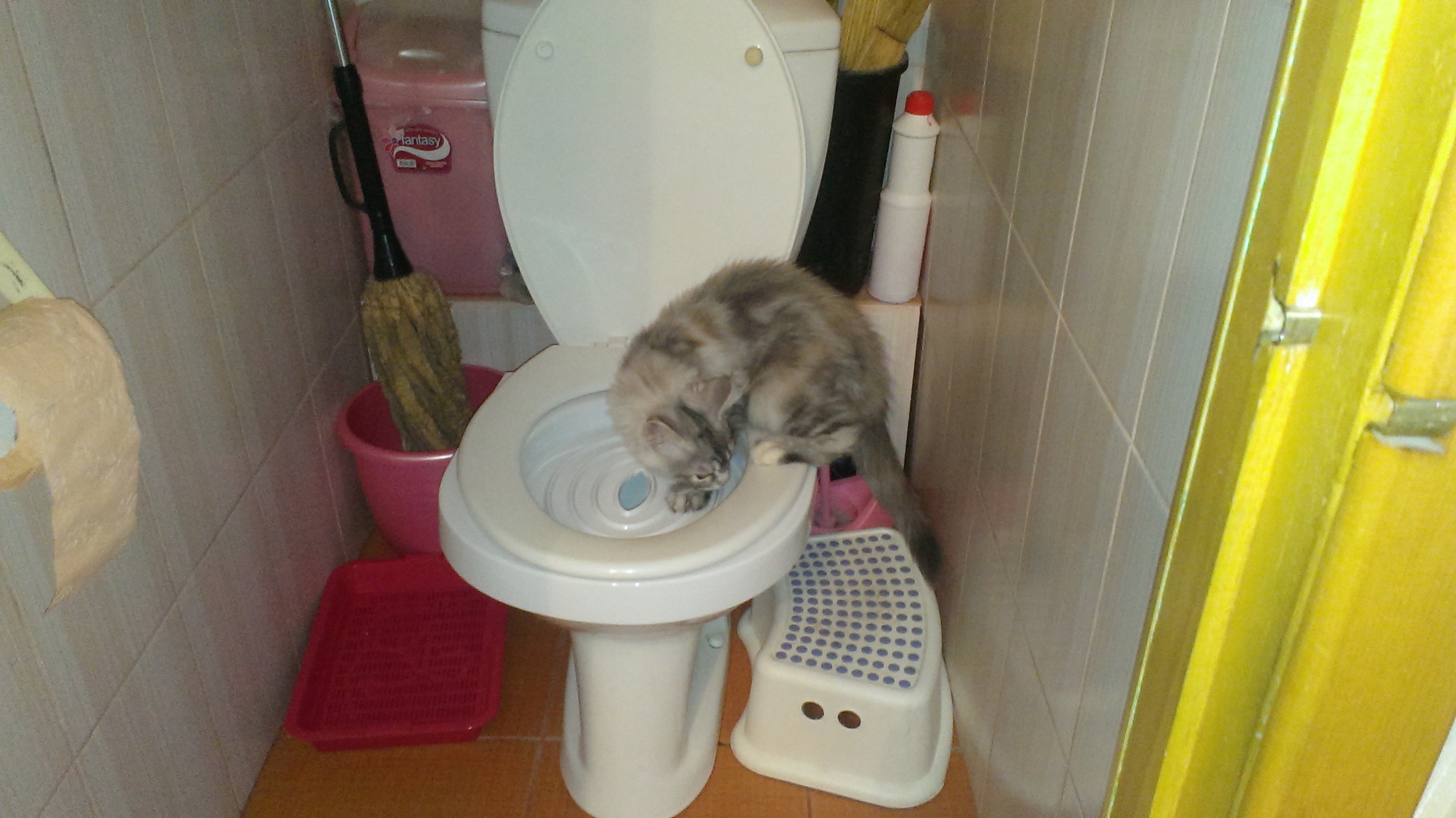 Котенок ходит в туалет