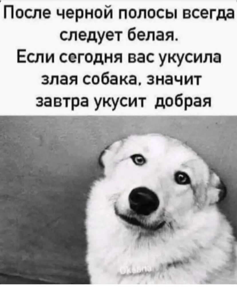 Что Означают Позы Сна Собак (И Других Животных) - YouTube