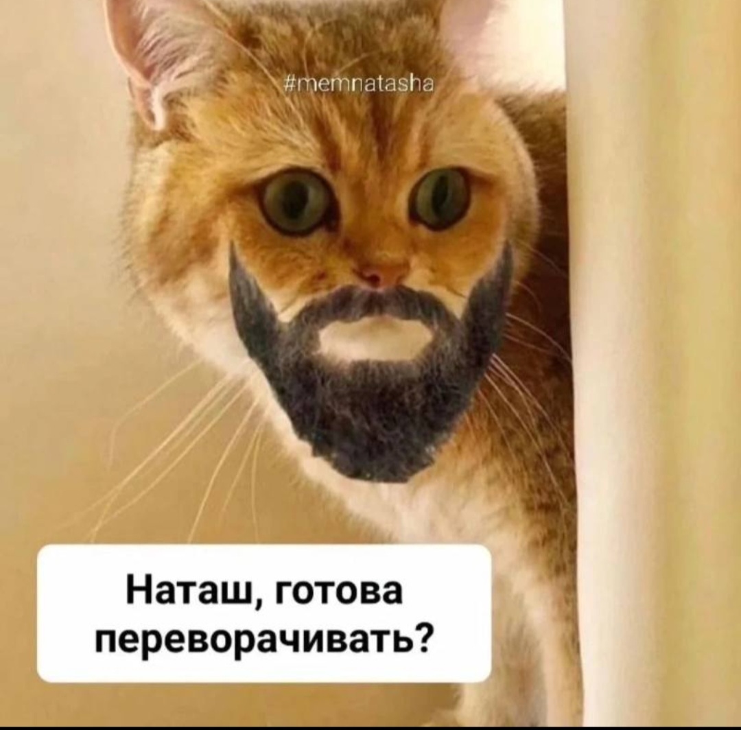 Мем видео с тремя котами