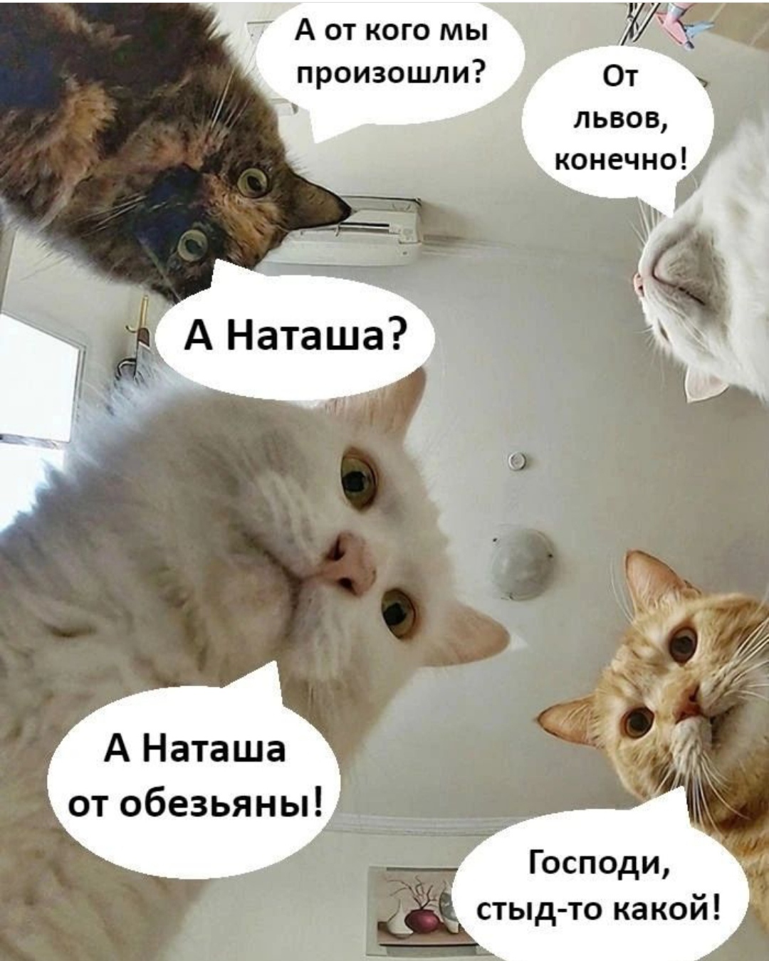 Конечно кота. Наташины коты. Наташины коты мемы. Наташа и коты. Коты и Наташа от кого мы произошли.