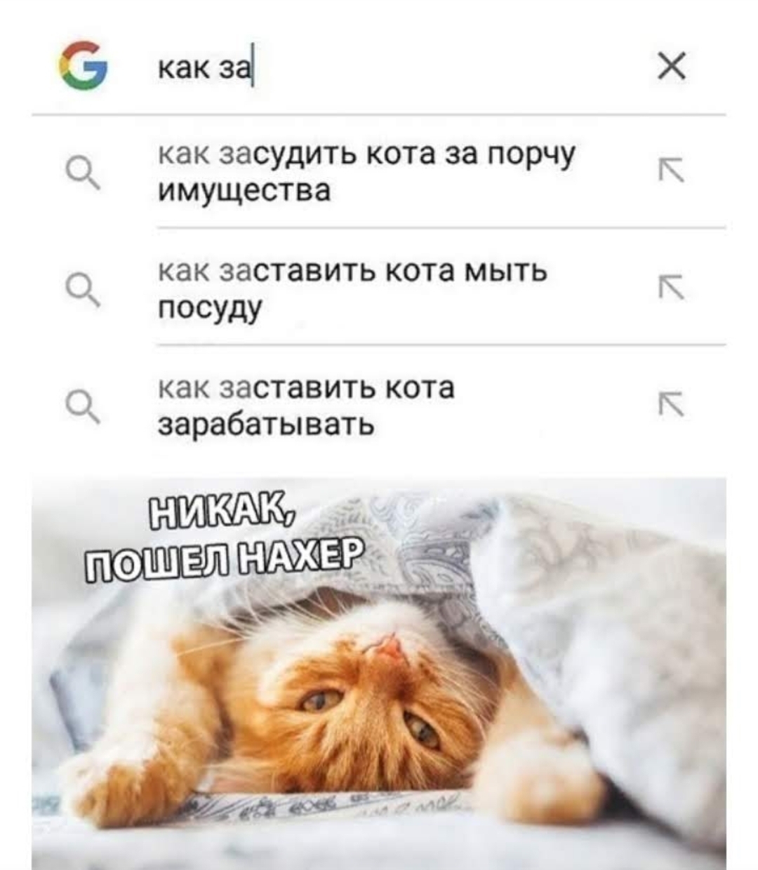 как заставить кота сделать куни фото 2