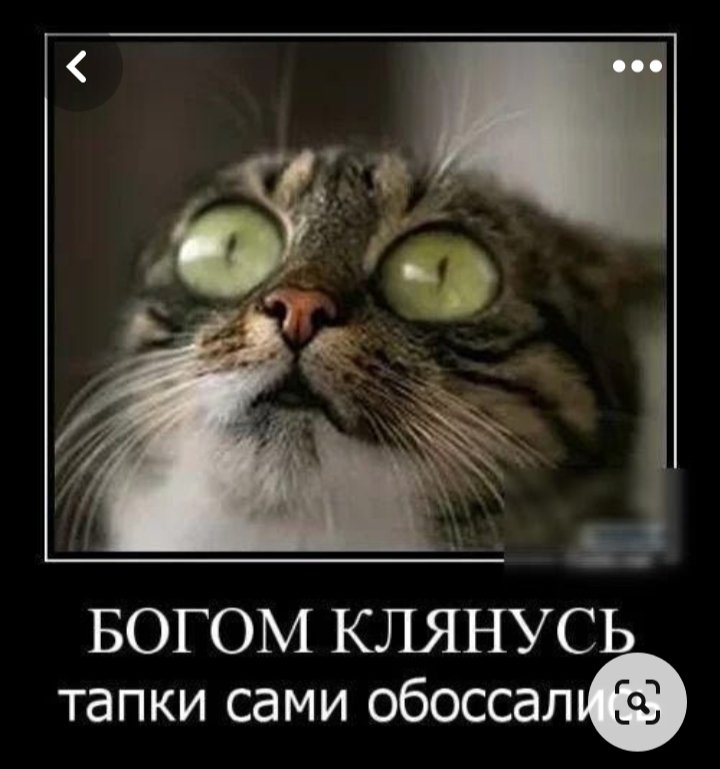 Кота Тапком Фото