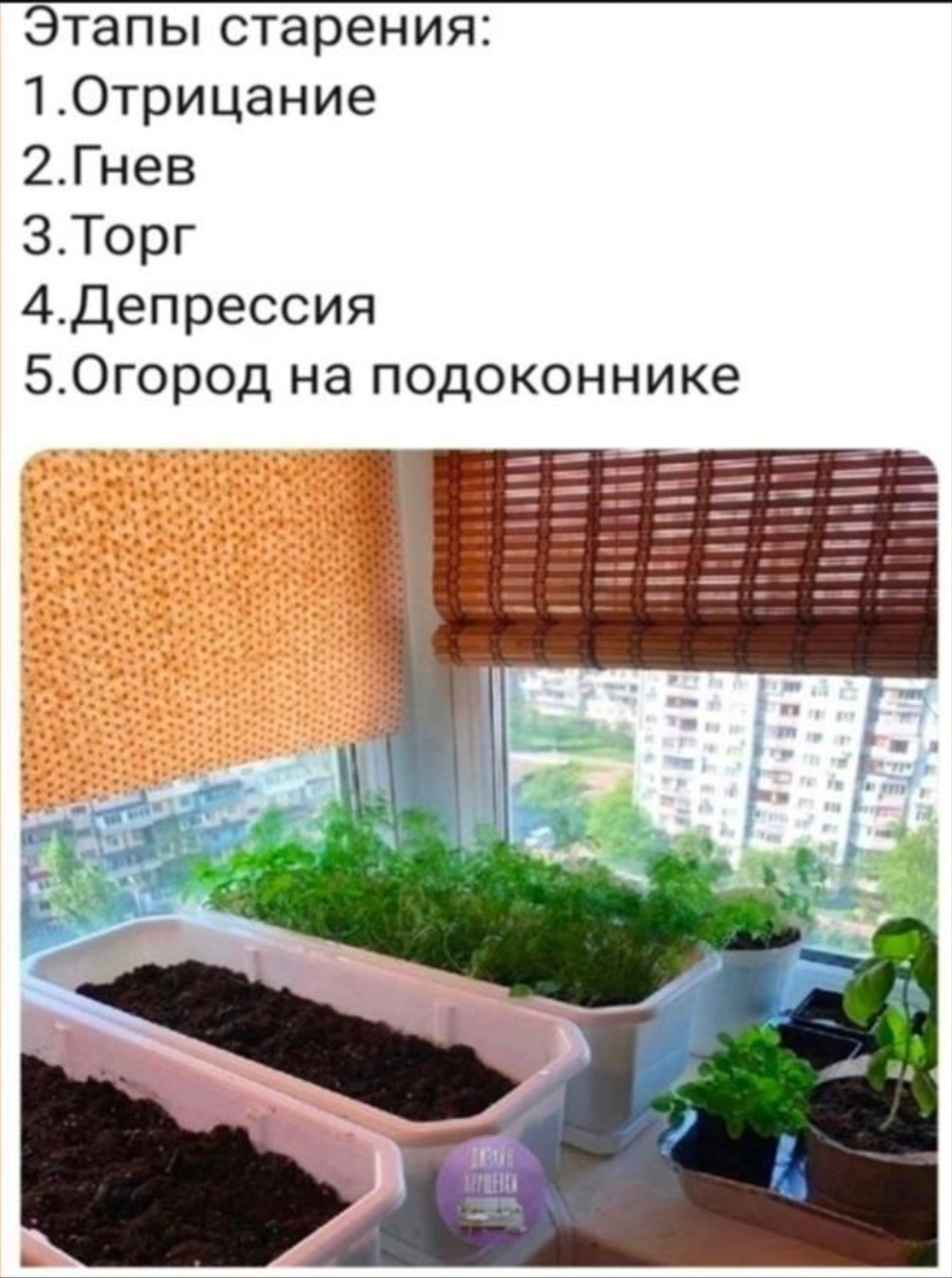 Смешные картинки про рассаду