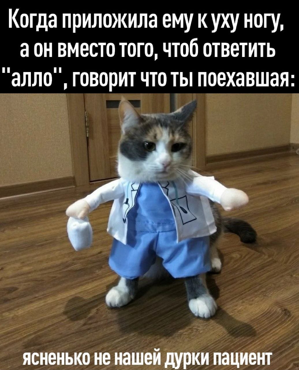 Кот в костюме медика