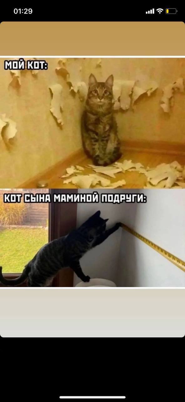 Кот сына. Кот маминой подруги. Прикольные картинки с котами. Кот маминой подруги Мем. Кот маминой подруги мой кот.