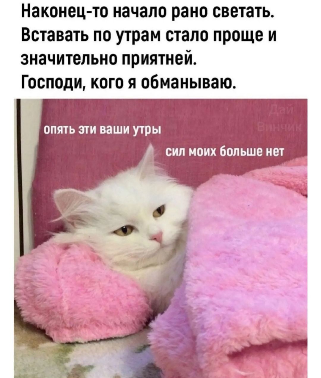 Эти ваши утры — ImgHub.ru