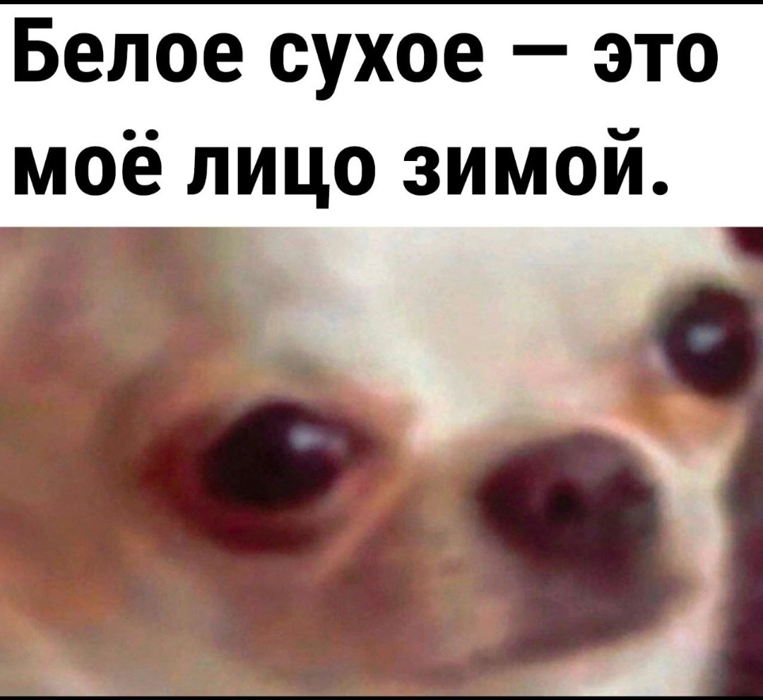 Заводи это собака мем