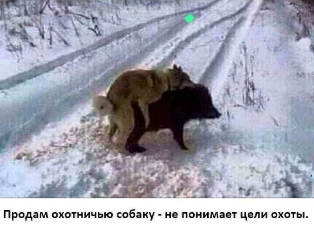 гончая с добычей. - территория охоты - александр колосов /aivengo/. собака не понимает цель охоты. собака не понимает цель охоты. продается охотничья собака прикол.