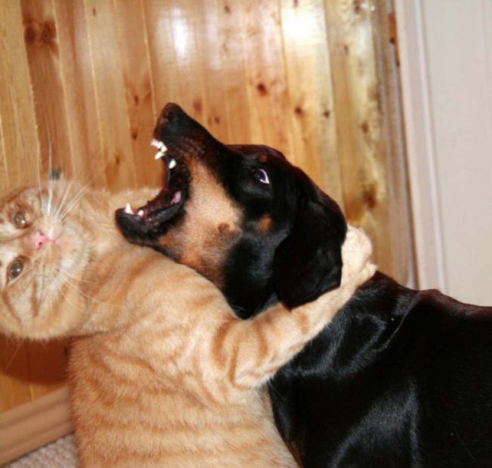 Кот целует собаку