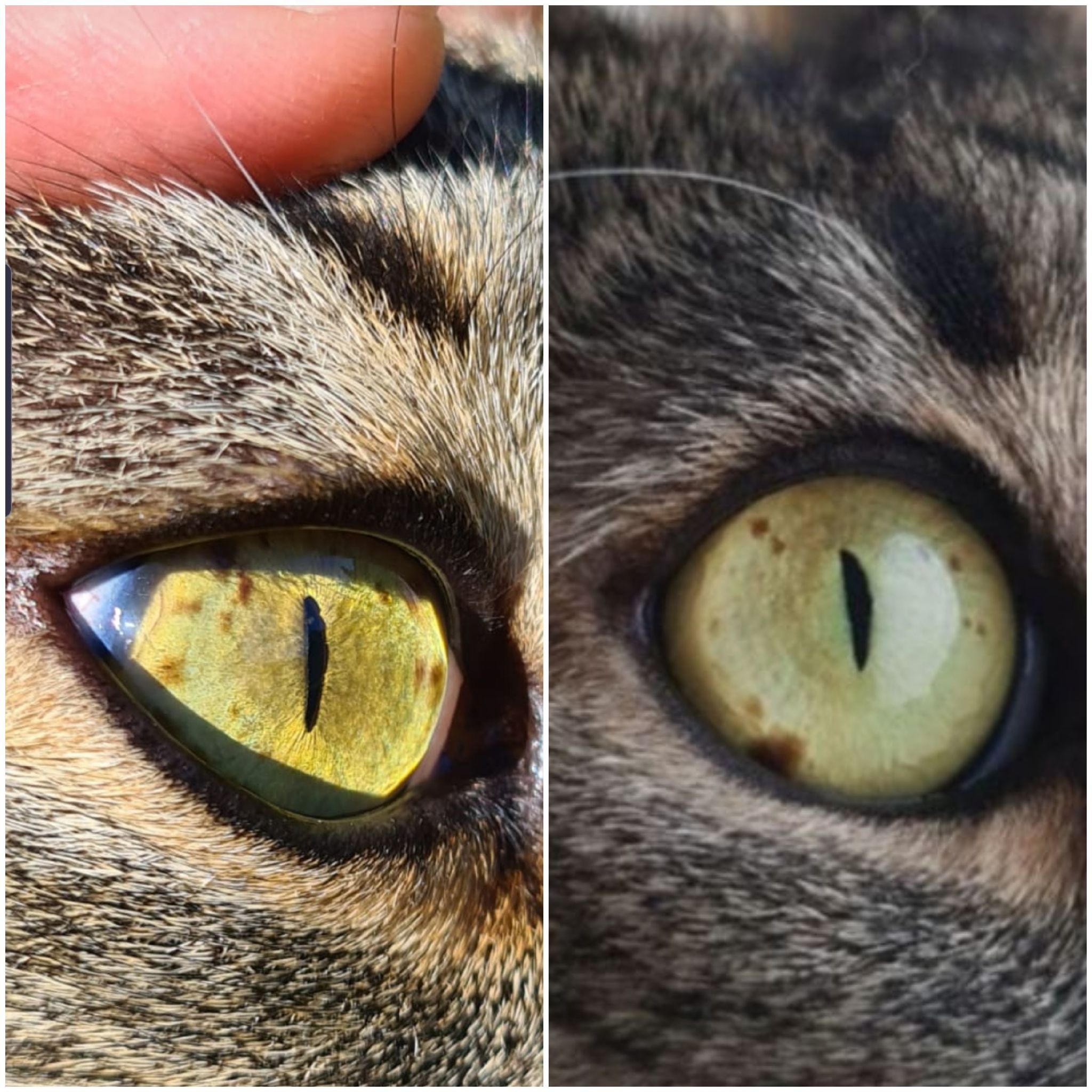Радужка кошки. У кошки на глазу коричневое пятно. Кошачий глаз. У кота коричневое пятно на радужке глаза. Радужная оболочка кошки.
