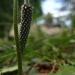 Подорожник - (лат.) Plantago.jpg