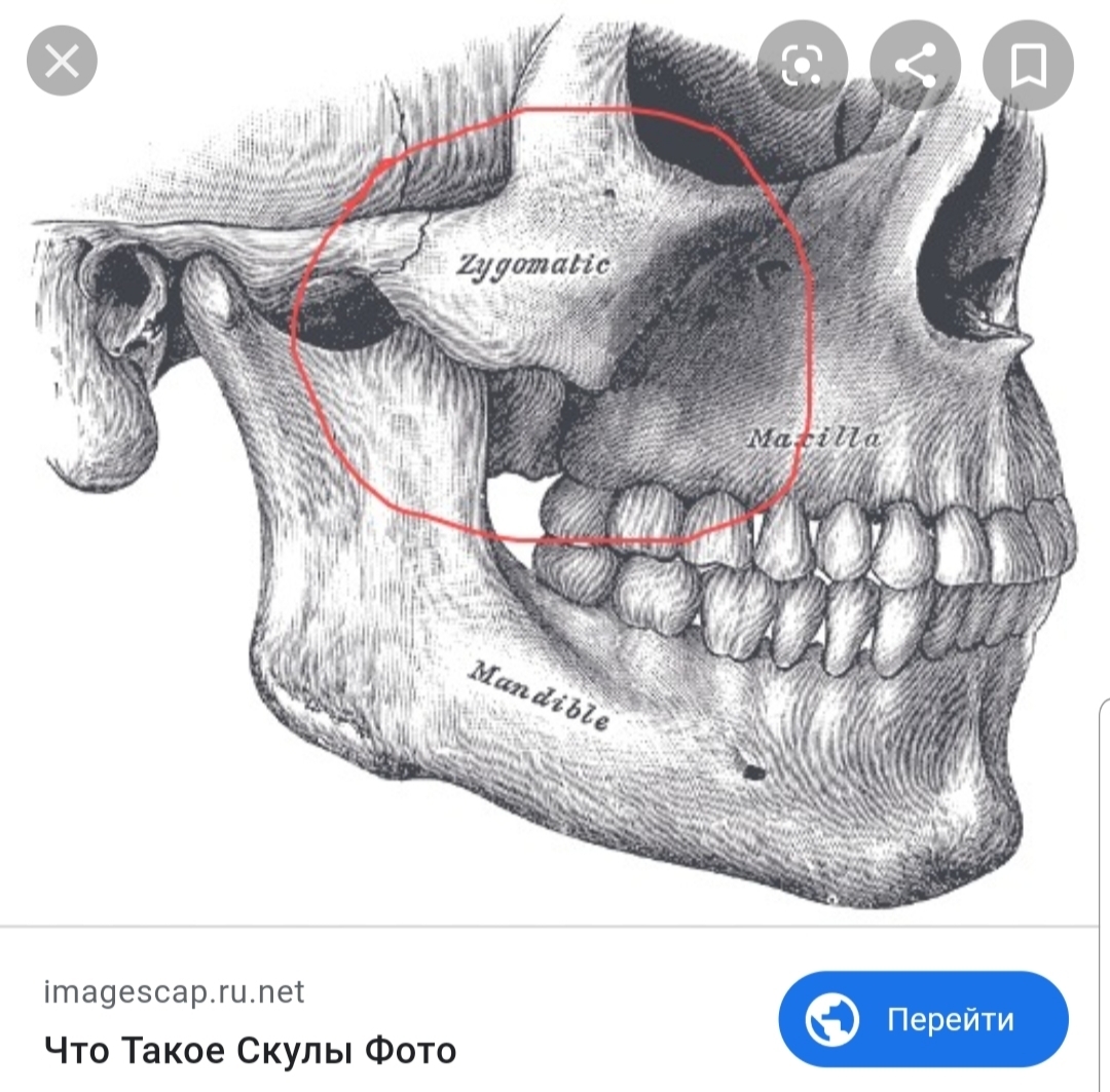 Верхняя и нижняя челюсть анатомия