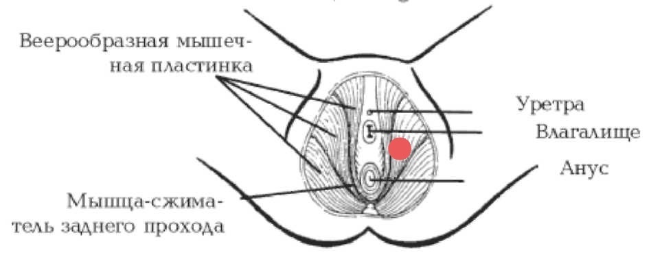 Половые губы рисунок