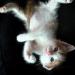 Мой котька !!! )