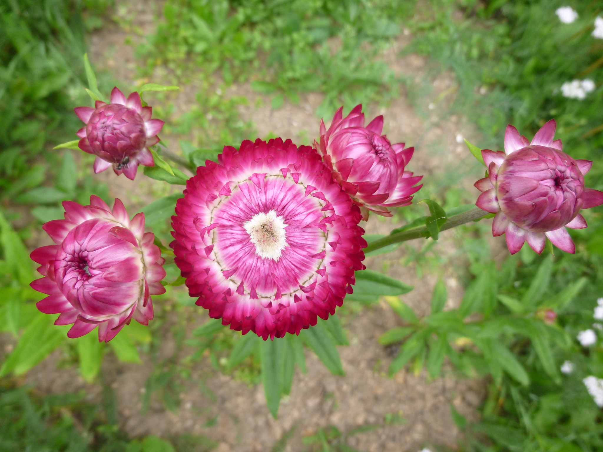 Гелихризум фото цветов на клумбе однолетний