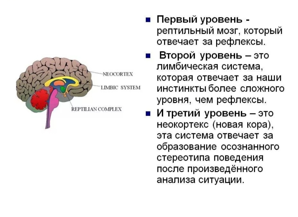 Почему зрение важнейшее формирование головного мозга. Строение головного мозга + неокортекс. Лимбический мозг и неокортекс. Неокортекс лимбическая система и рептильный мозг. Структура мозга человека 3 уровня.