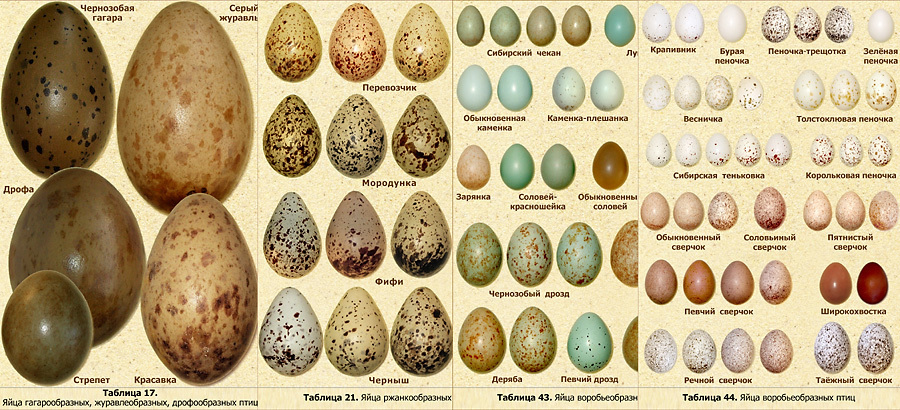 Сколько растет яйцо. Яйца птиц с названиями. Пятнистые птичьи яйца. Расцветка яиц птиц. Пятна на яйцах птиц.