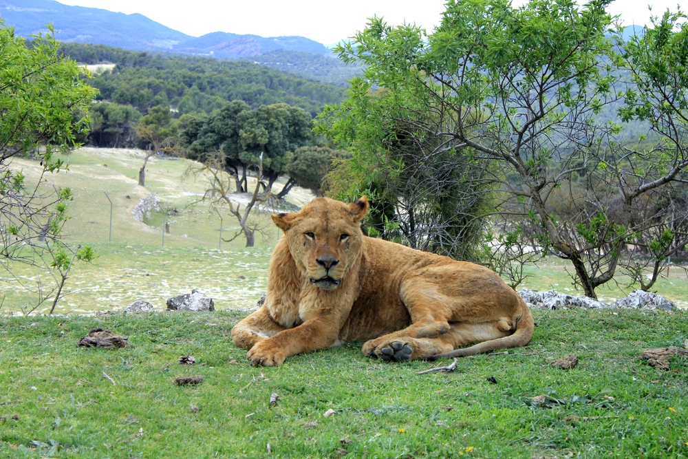 Se puede llevar comida al safari aitana