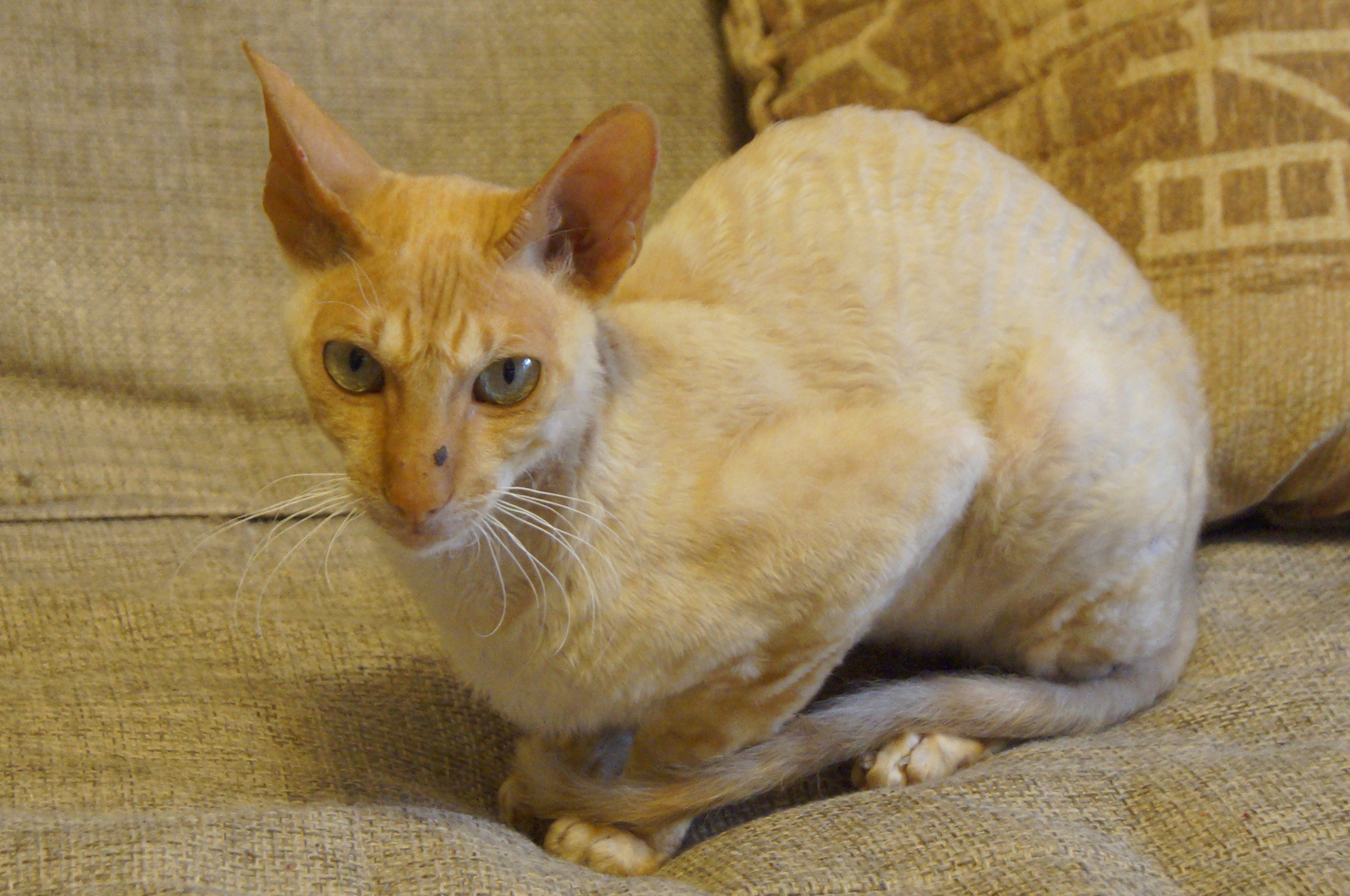 корниш девон рекс белый. корниш рекс нижний новгород. котята европейской породы. корниш рекс. отдам бесплатно корниш рекса.