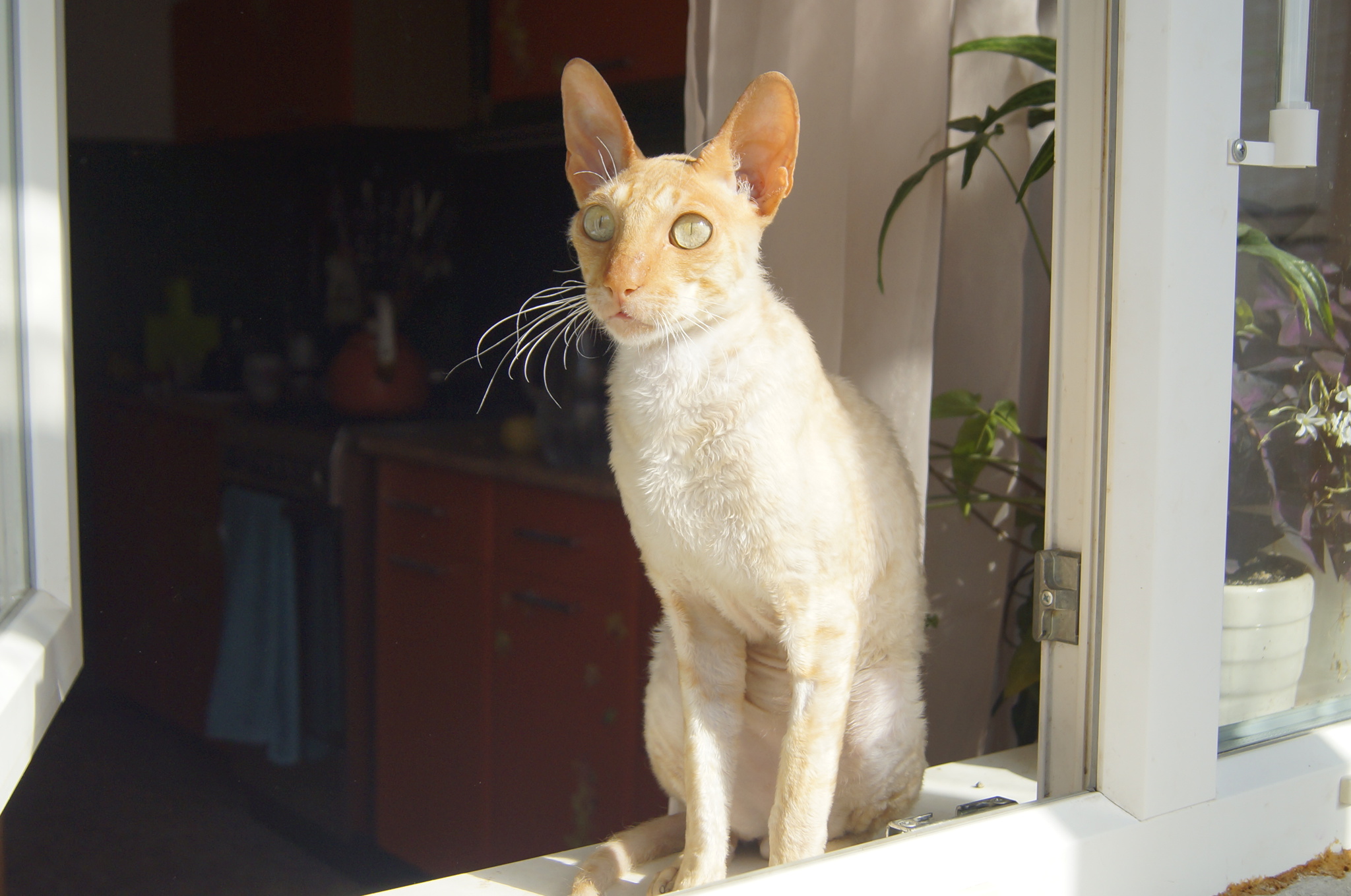 сиамский корниш рекс. рекс в добрые руки. корниш рекс окрас персиковый. девон рекс белая с циннамон. корниш рекс полосатый.