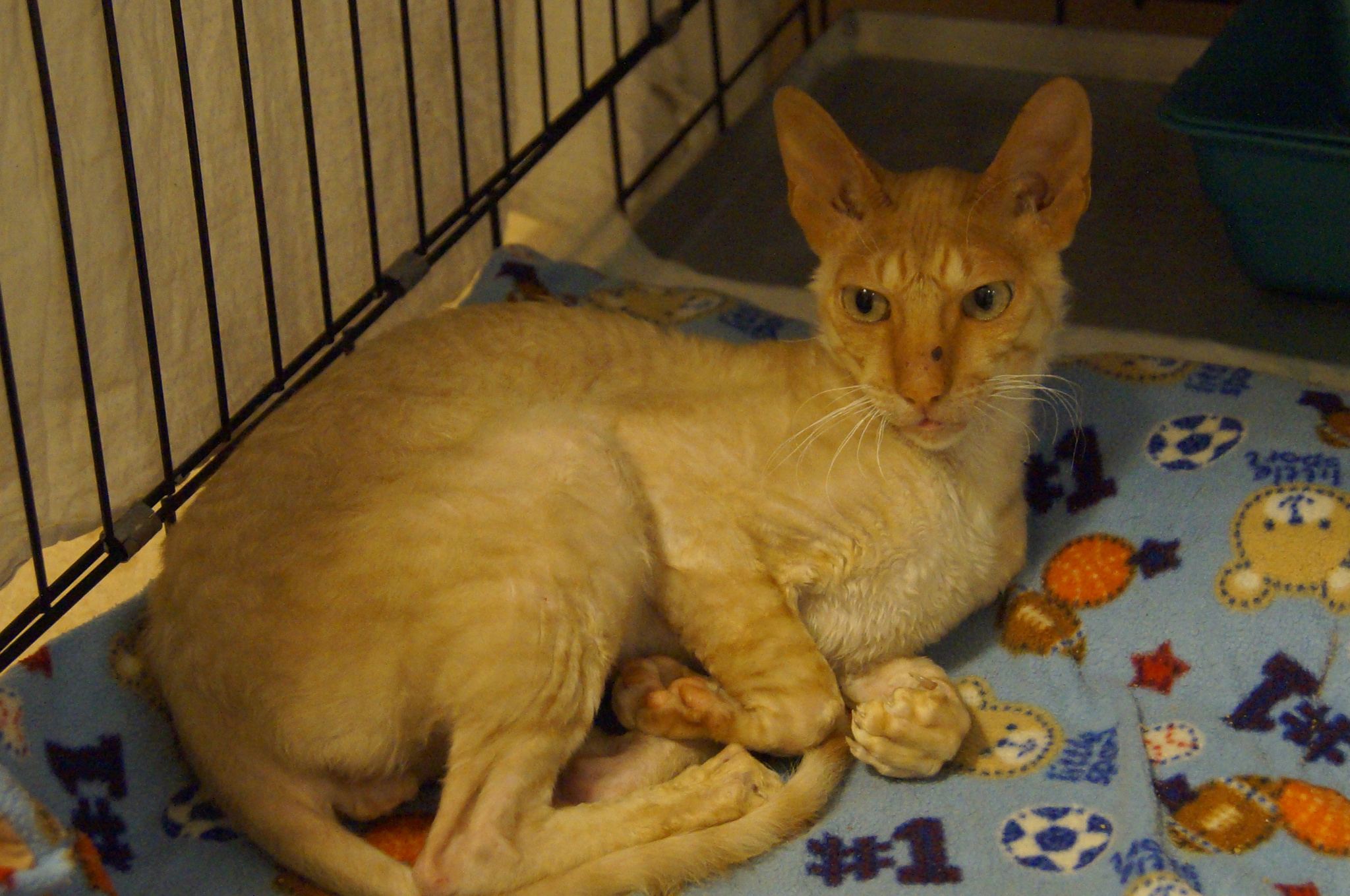 рекс в добрые руки. девон рекс длинношерстный. европейская кошка котенок. рекс в добрые руки. рекс в добрые руки.