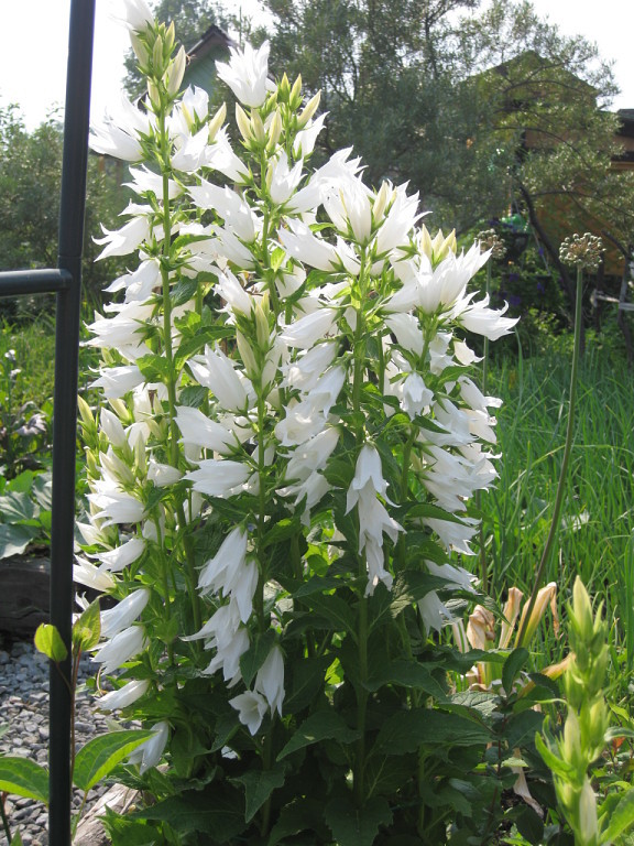 Колокольчик садовый белый многолетний фото