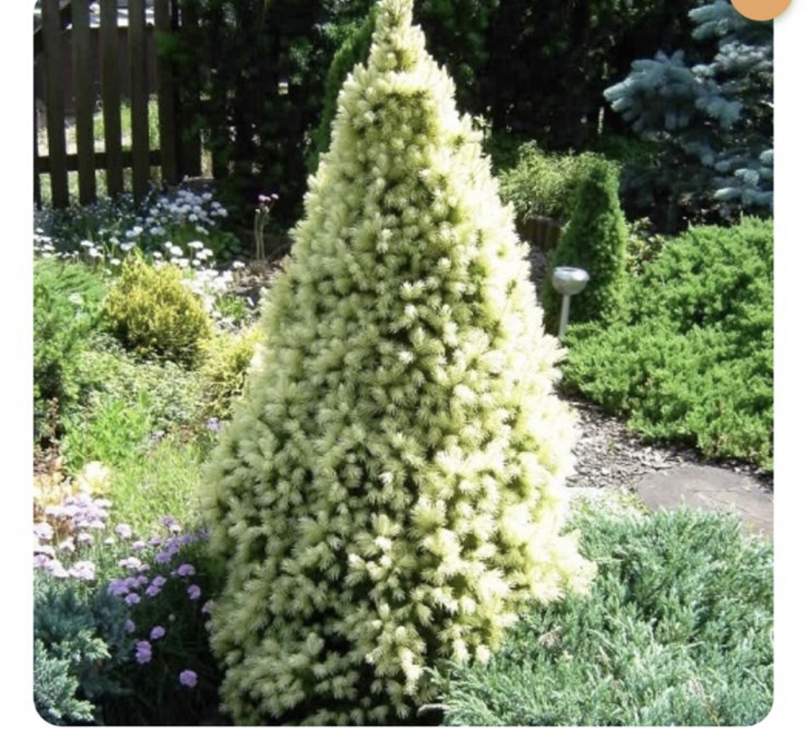 Ель канадская Дейзи Вайт (Picea glauca Daisy's White)