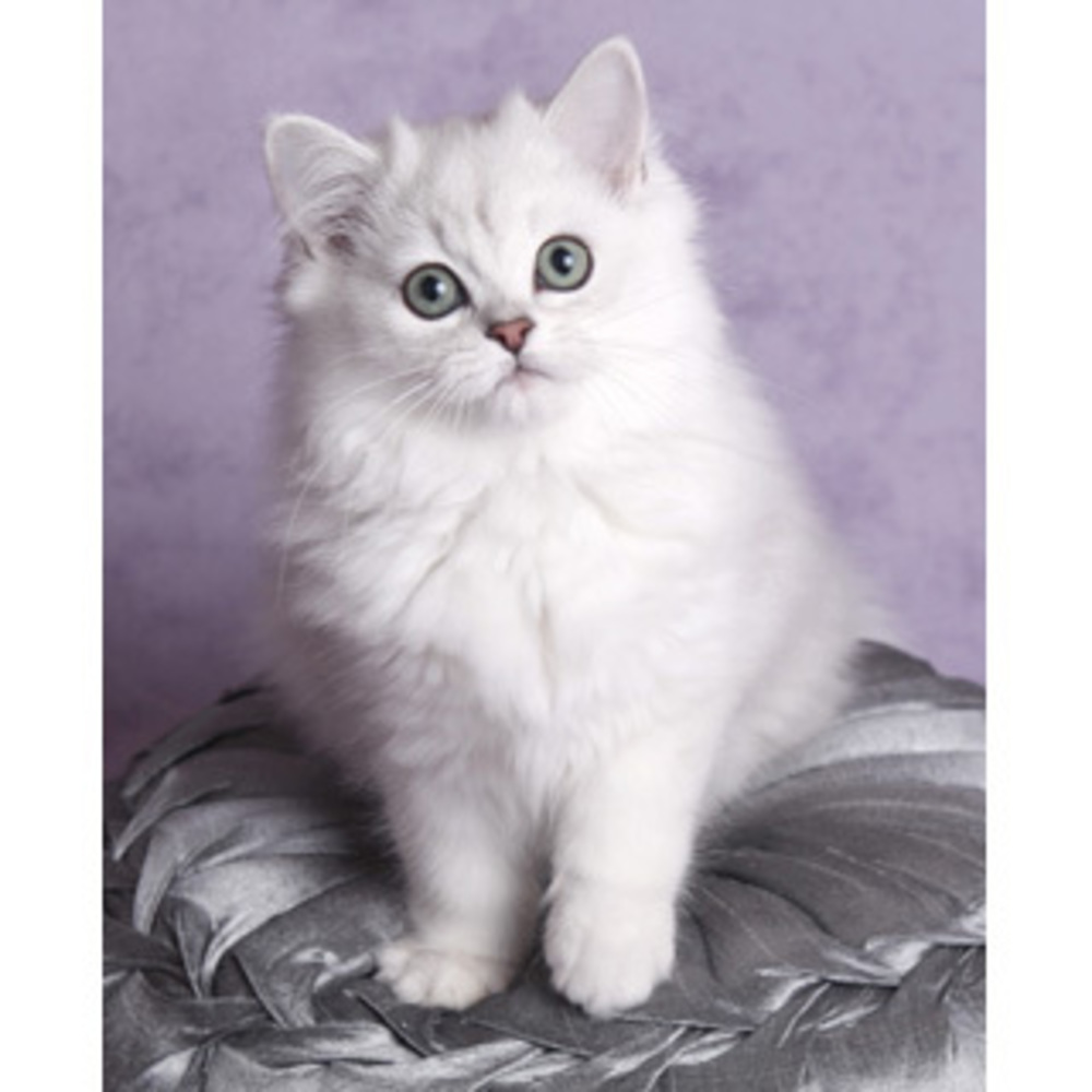Порода тиффани. Бурмилла длинношерстная. Бурмилла кошка. Бурмилла длинношерстная белая. Кот длинношерстный Бурмилла.