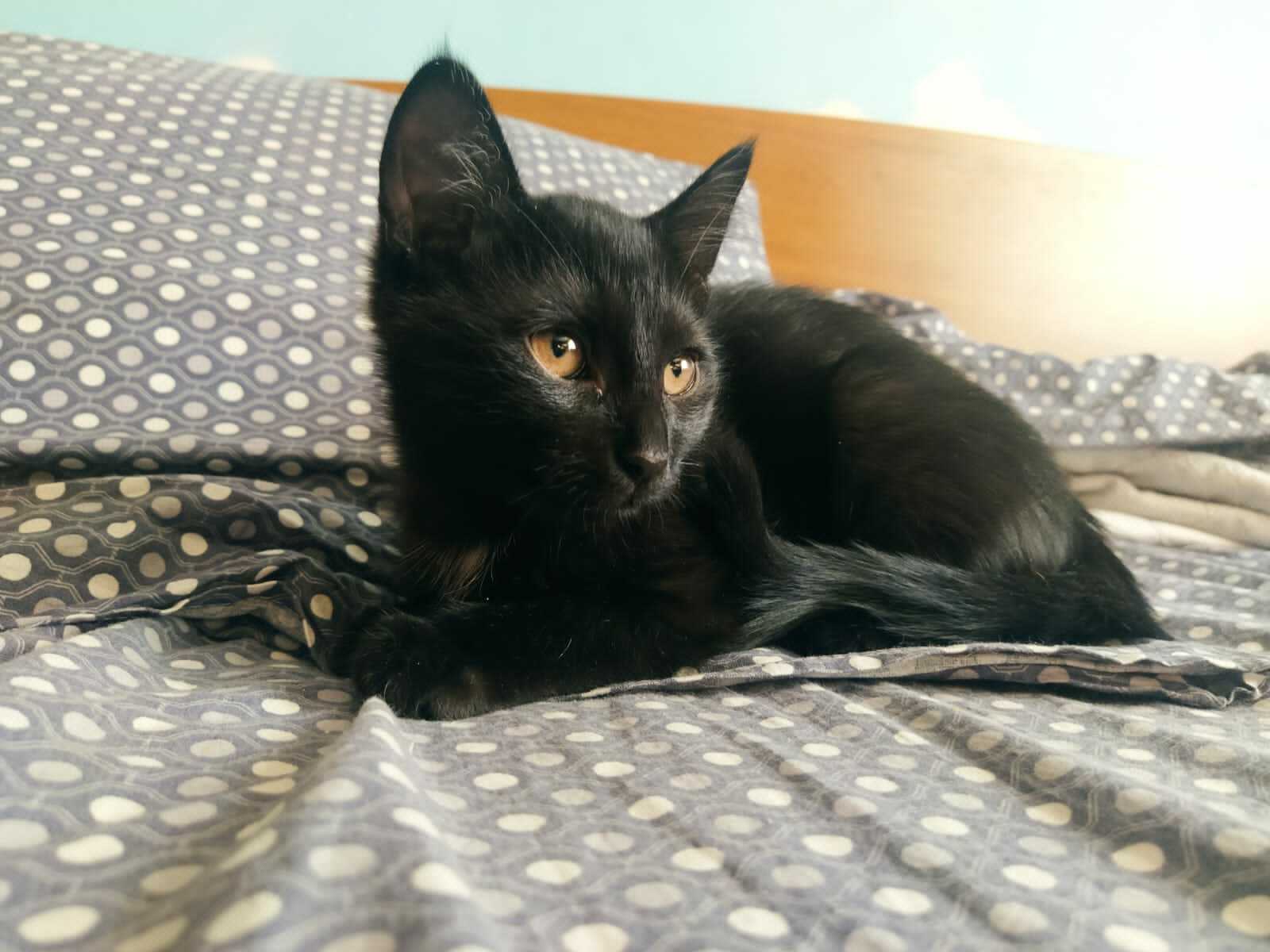 иван митин черная кошка фото