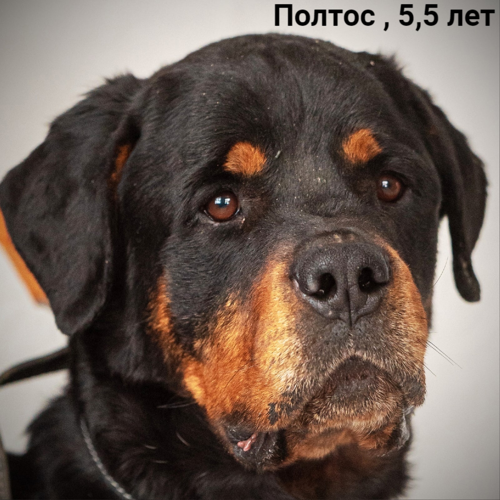 Ротвейлер щенок девочка. Ротвейлер девочка фото. Хотрейн питомник ротвейлеров. Хотрейн питомник ротвейлеров. Ротвейлеры екатеринбург.