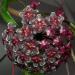 Hoya pubicalyx 'Red Button'.