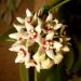 Hoya_calycina