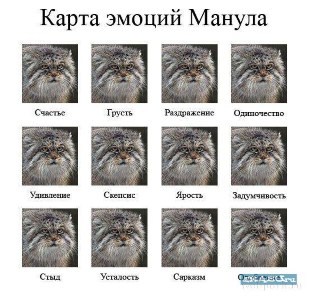 Скепсис это простыми. Манул эмоции. Карта эмоций манула. Кот Манул эмоции. Манул Мем.