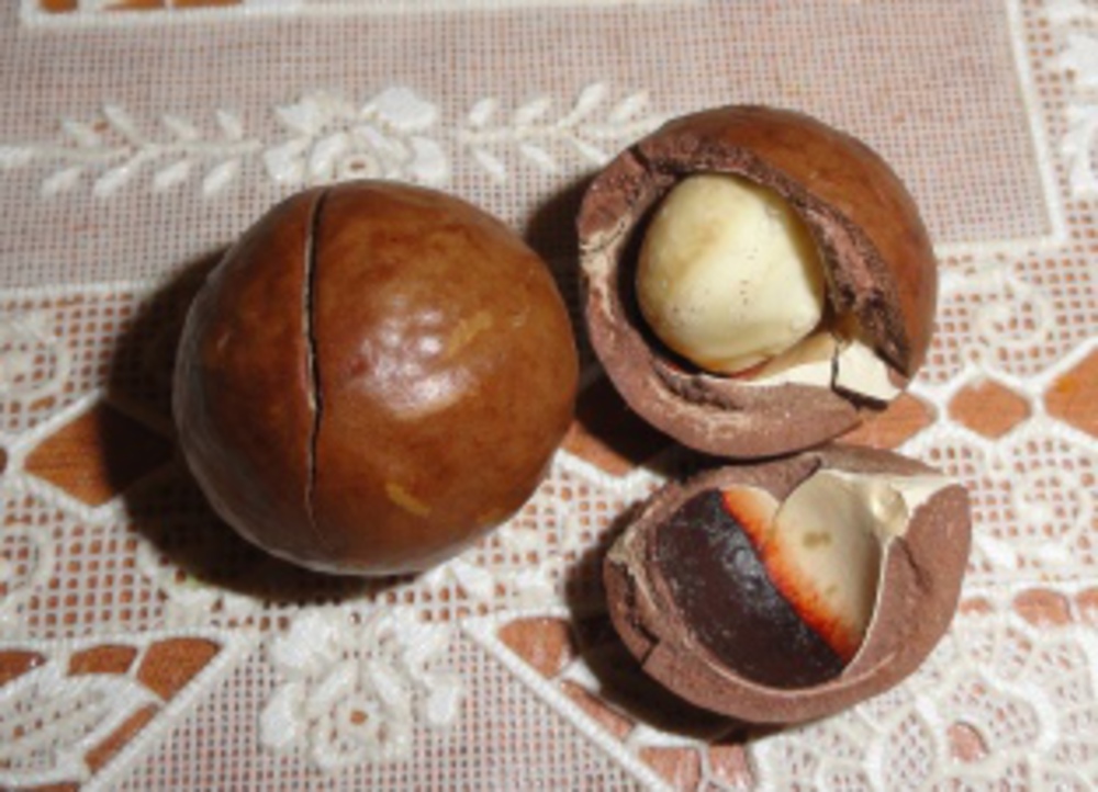 Сладкий орех с прорезью фото и название